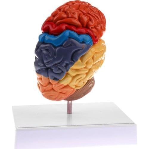 Human Left anatomical Brain Structure Pathology Model brain Anatomy skeleton medical skull Teaching tools