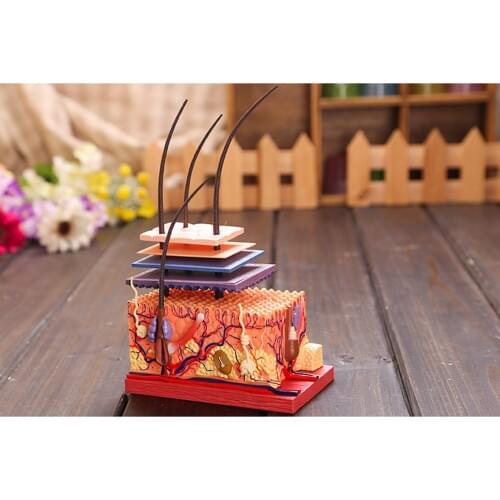 4D Human Skin and Hair Assembly Humans Skull Skeleton Anatomical Skin Anatomy Science Educational Toys Model medical supplies