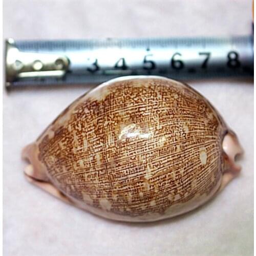 Large conch shells natural crafts sea snails scallop shells sea theme large conch shells snail shell natural coral decor