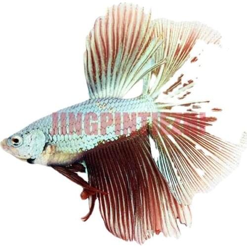 Personality Car Sticker Lifelike for Betta Fish Personality Car Stickers Laptop Surfboard Decal Bumper Body Waterproof Decor