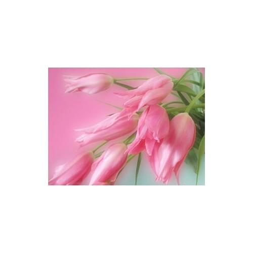 Pink Tulips Embroidery with diamonds Painting by numbers rhinestones Diamond mosaic needlework Wall art decor flower Pictures