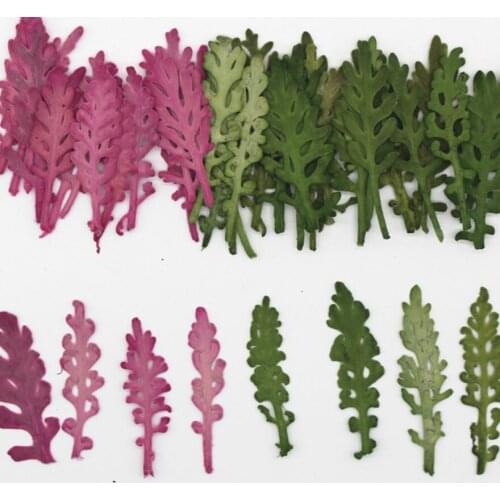 120pcs Pressed Dried Senecio cinerari DC Flower Plants Herbarium For Resin Jewelry Making Postcard Frame Phone Case Craft DIY