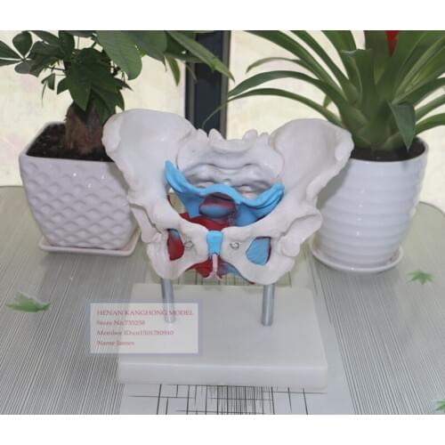 Female Pelvis Model,Female Pelvis With Pelvic Floor Muscle Model,Pelvic Floor Muscle Anatomy Model