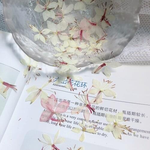 12pcs/bag Gaura Lindheimeri Pressed Dried Flowers for Resin Natural Dried Flower for Resin Jewelry Making Soap and Candle Making