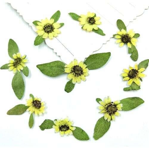 100pcs,Natural Pressed Mini Sunflower,Real touch Flowers DIY Art Craft Bookmark Gift Nail Decoration,Flores secas Facial Decor