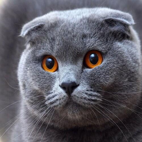 5D Round Drill Animal Modern Home Decoration Diy Diamond Painting Cat Wolf Butterfly Needlework Full Diamond Embroidery Mosaic