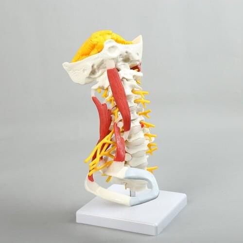 Advanced cervical model，Cervical muscle model，Cerebellum model of cervical spine，Spine Model