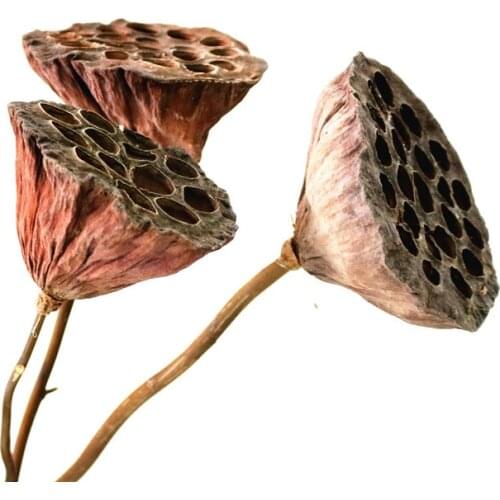 Natural dried bonsai decor seedpod of lotus 3pcs real plants flowers dried brwon lotus pods with stems no seeds