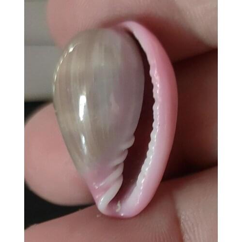 Conchas de cono de hendidura del emperador, manualidades multiusos, decoraciones nuticas