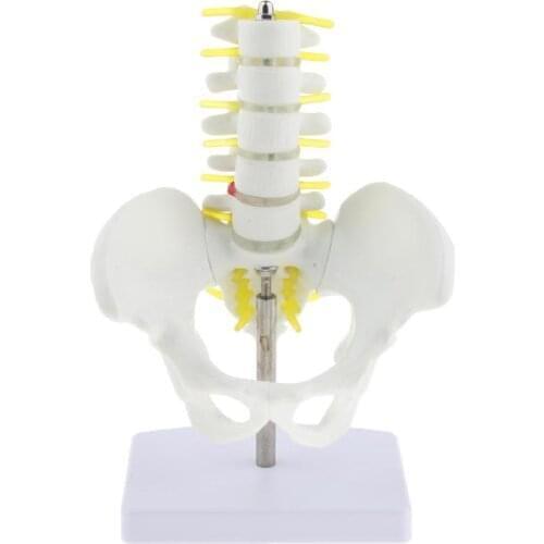 Mini Pelvis Human with 5 Lumbar Vertebrae Skeleton Anatomical anatomy model medical student supplies