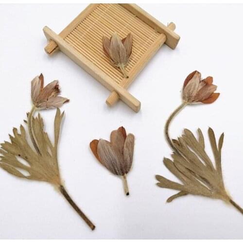 60pcs Pressed Dried Pulsatilla Cernua Flower Plant Herbarium For Jewelry Postcard Invitation Card Phone Case Bookmark Making