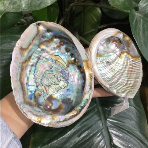 Natural Aura Shell Yoga Meditation Heals Home Decor