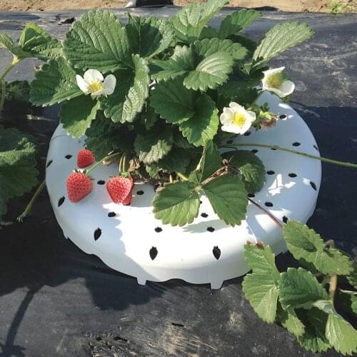 10PCS Strawberry Stand Frame Holder Balcony Planting Rack White Round Fruit Support Plant Flower Climb Vine Pillar Garden Stand