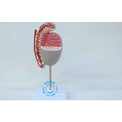 Free shipping&The model of testis,The structure of testis,Male reproductive urology model,Medical teaching model