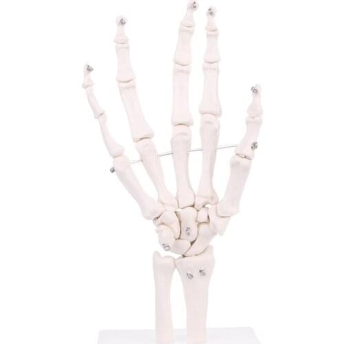 1:1 Lifesize Human Hand Joint Anatomy Model Science Teaching Resources Dropshipping
