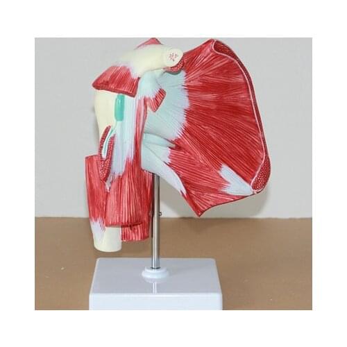 Human Shoulder muscle Anatomical Model 28*19*15cm free shipping