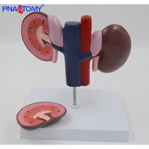 Kidney Anatomy Model of Pig 2 Parts Animal Educational Anatomical Model Hog Swine Animal Husbandry Demonstrate Tool