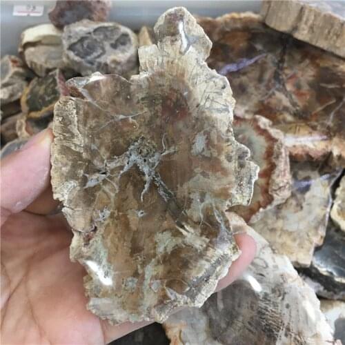 Special offer 1pcs rare natural stones and minerals Wood fossil slice reiki healing crystals as coaster for home decoration