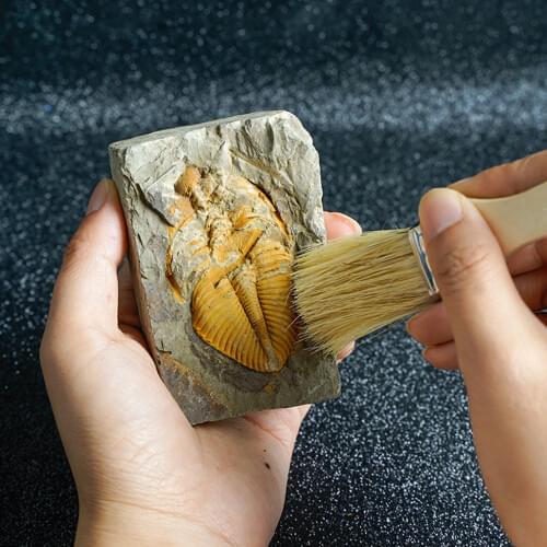 Trilobites Crown Insect Tail Stone Teaching Science Teaching Aid