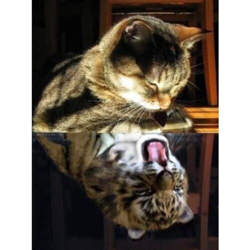 5D DIY Diamond Painting Cat Full Square Round Diamond Embroidery Animals Reflection Pictures Of Rhinestones Mosaic Home Decor