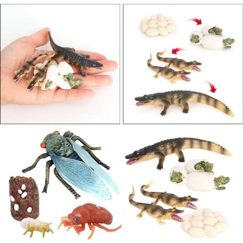 Realistic Simulation Cicada and Crocodile Life Cycle Education Toy Accessory