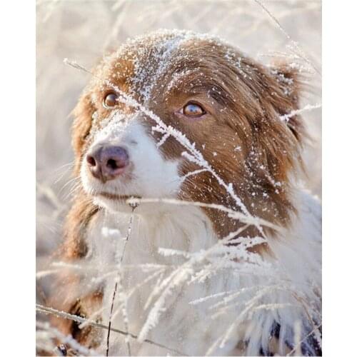 Diamond painting Animal dog australian shepherd full square 5D diamond embroidery picture cross stitch home wall decoration