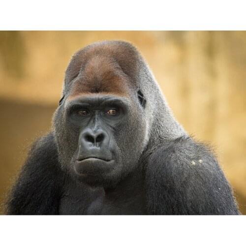 Full Square/Round Diamond embroidery 5D Diy Diamond painting Cross stitch Kits Gorilla Diamond mosaic Wedding Decorations E1570