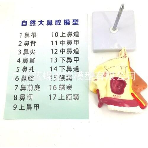 Human nasal anatomy model human nose model medical teaching model human nose anatomy