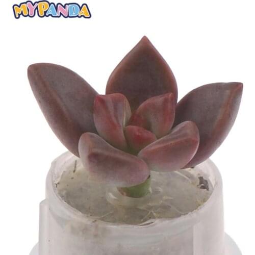 Cactus Miniature Succulent Cactus Terrarium Wearable Necklace Live DIY Succulent Plant Pendant Random Style