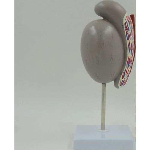 Enlarged model of testicular anatomy