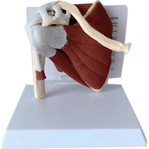 Human Skeleton Shoulder Scapula Clavicle Muscle Model Joint Functional Ligament Teaching Aid