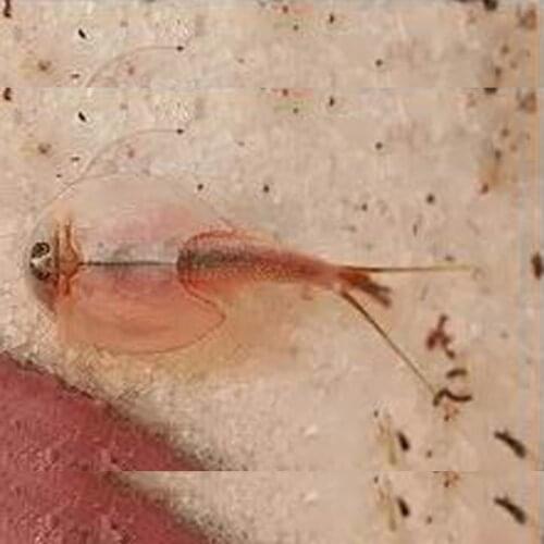 Развивающие игрушки iWish Children China At AliExpress