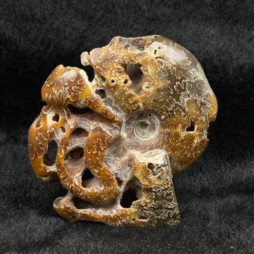 The natural beauty of the sea coral displays as a gift