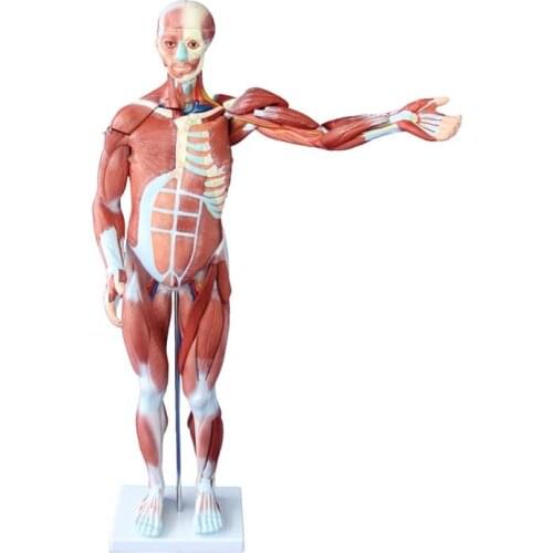 80CM HUMAN MUSCLE MODEL MALE (27 PARTS) with internal Organs Adult Visceral Anatomical Model,body Anatomy of Muscles and Viscera