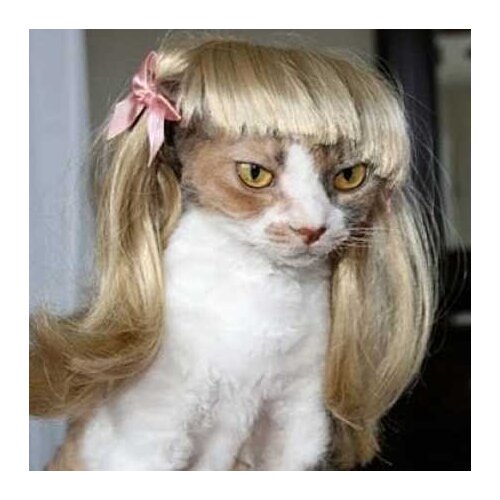 [MPK Store] Blond Cat Wig, Pet Wig, Funny Cat Wig