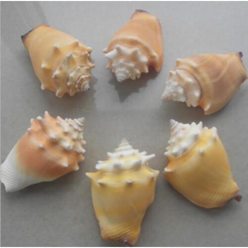 6cm shells Home Decoration landscaping Natural Sea Shell for Home Wedding office Decoration