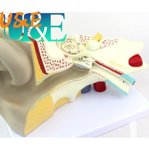 1006--5 Times Human Ear Anatomy Model Showing Organs structure of the Central and External Ears Medical 34x23x22CM