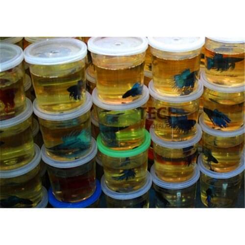 High Quality Betta House Mini Fighting Betta Fish Tank Aquarium (Fish Not Included) Peceras Para Bettas Tank