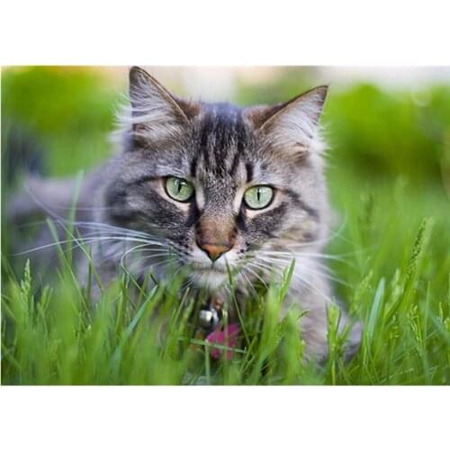 ARMYQZ DIY 5D square Diamond painting cat cross stitch animal embroidery complete kit picture rhinestone mosaic decoration