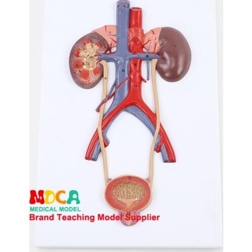 Bladder catheterization, kidney and urinary system model, human kidney model, arteriovenous model medicine teaching MMNXT004