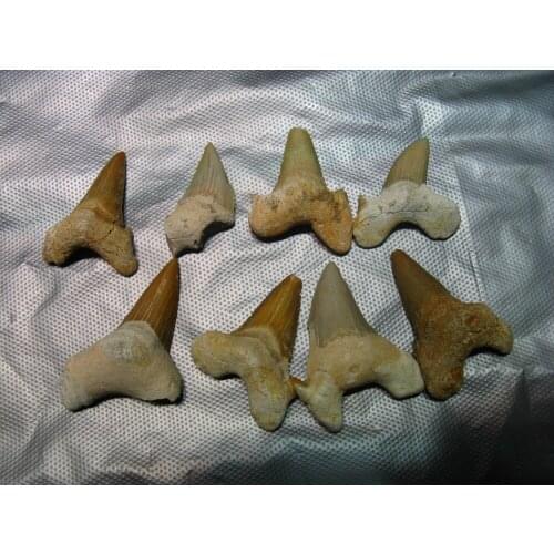 8-10pcs Natural Taxidermy Whale Tooth Fossil