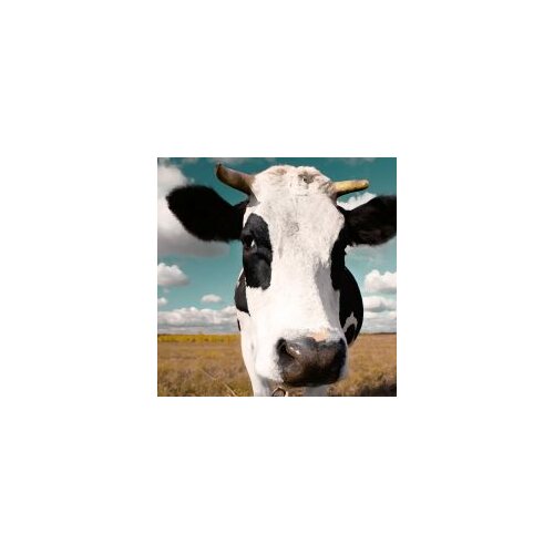 1 panel cow on the grass classic canvas printing wall painting art template painting decorative framed XJZFX-20