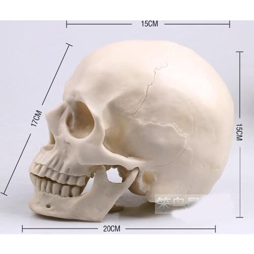 1: 1 human skull model life size white resin skull model human skeleton model