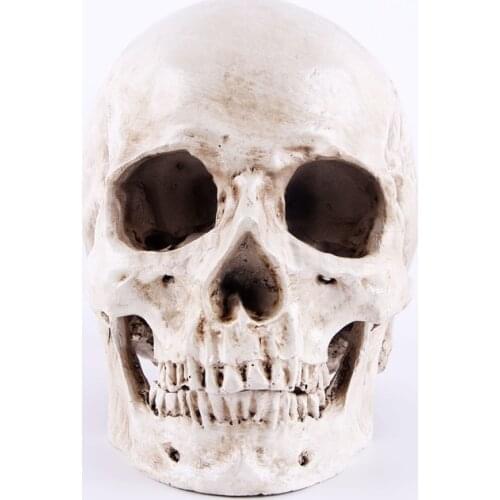 Humans Skull Model 1:1 Medical Resin Skull Man Head Skeleton Mold Halloween Home Skull Statues Decoration Sculptures Crafts