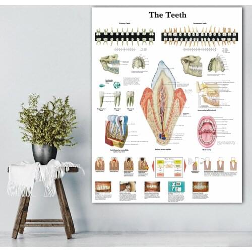 Anatomical Charts Human Teeth Chart Canvas Painting Poster Print Wall Pictures For Medical Education Office Home Decor