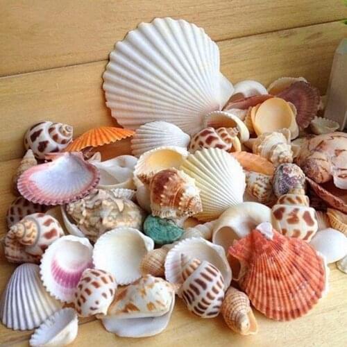 30Pcs/Bag Mix Aquarium Beach Nautical DIY Shells Mixed Bulk Approx 100g Sea Shell
