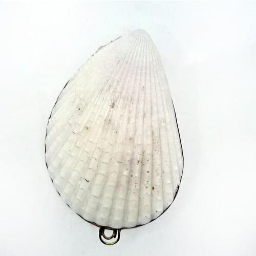 Turquoise Gift Lima Lima Shell Wallet