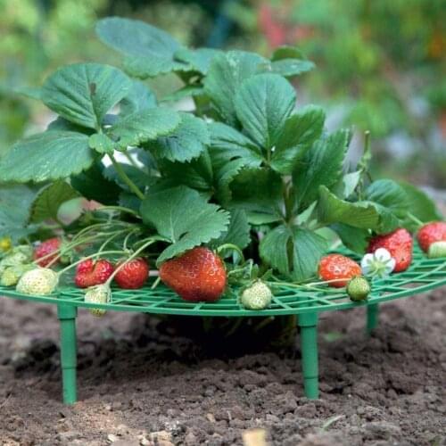 5Pcs Green Strawberry Plant Support Growing Frame Plastic Strawberry Stand Fruit Climbing Frame For Balcony Garden Supplies