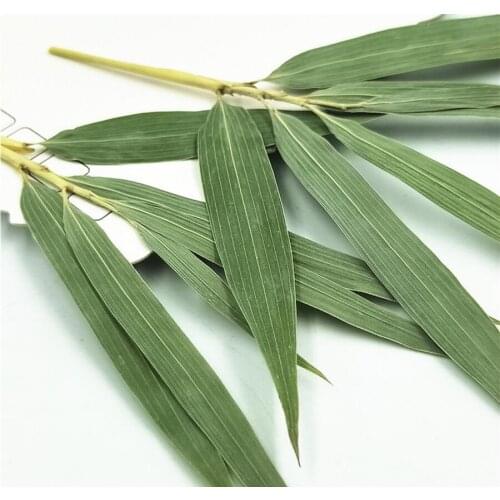 120pcs Pressed Dried Green Bamboo Leaf Stalk Flower Plant Herbarium For Jewelry Postcard Invitation Card Phone Case Bookmark DIY