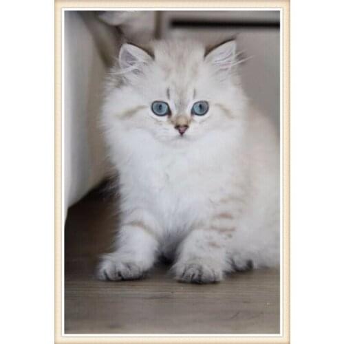 Diy Diamond Painting Big Eyes White Cat Diamond Mosaic Paste Cross Stitch Embroidery Rhinestone Paste Crafts Needlework 30x40